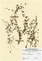 藏品(基隆天胡荽)的圖片